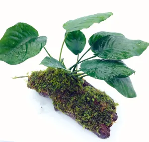 Anubias barteri 'Broad Leaf' (On Wood / With Moss)