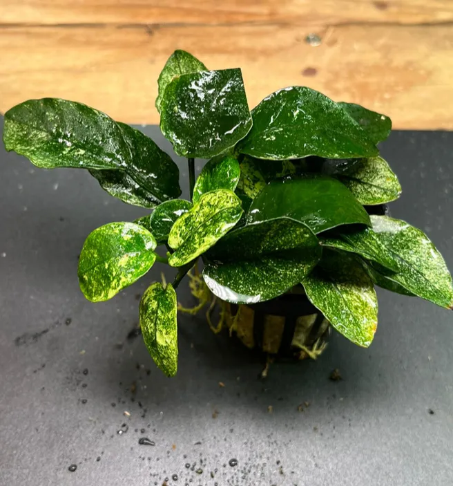 Anubias barteri nana variegated (1 POT)