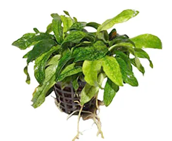 Anubias barteri var glabra variegated (1 POT)