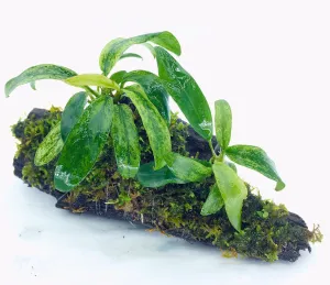 Anubias barteri var glabra variegated (On Wood / With Moss)