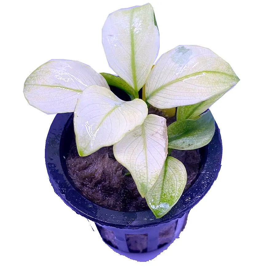 Anubias barteri var. nana 'Broad / White'