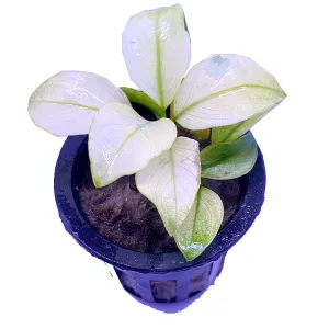 Anubias barteri var. nana 'Broad / White'
