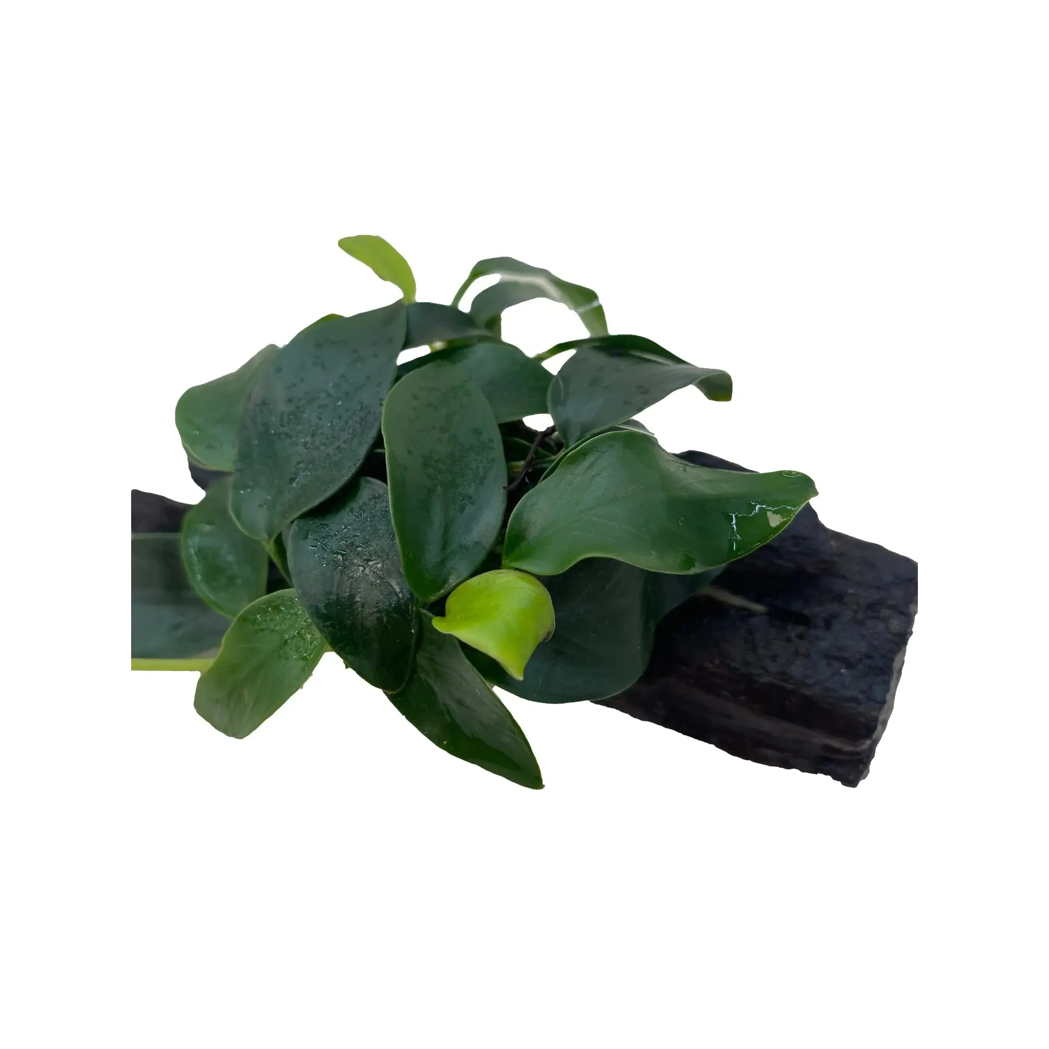 Anubias bonsai on driftwood - Mini