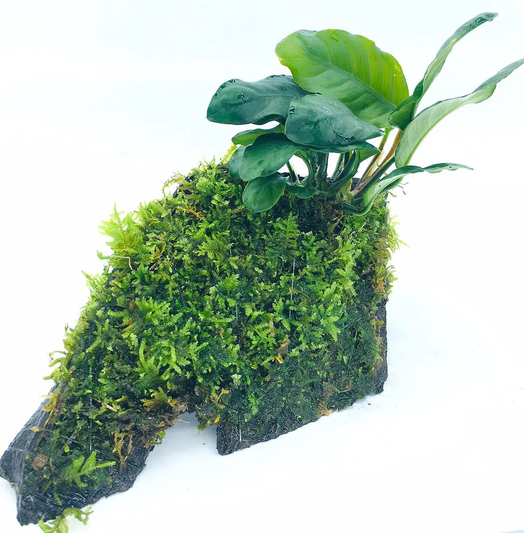 Anubias coffeefolia (On Wood / With Moss)
