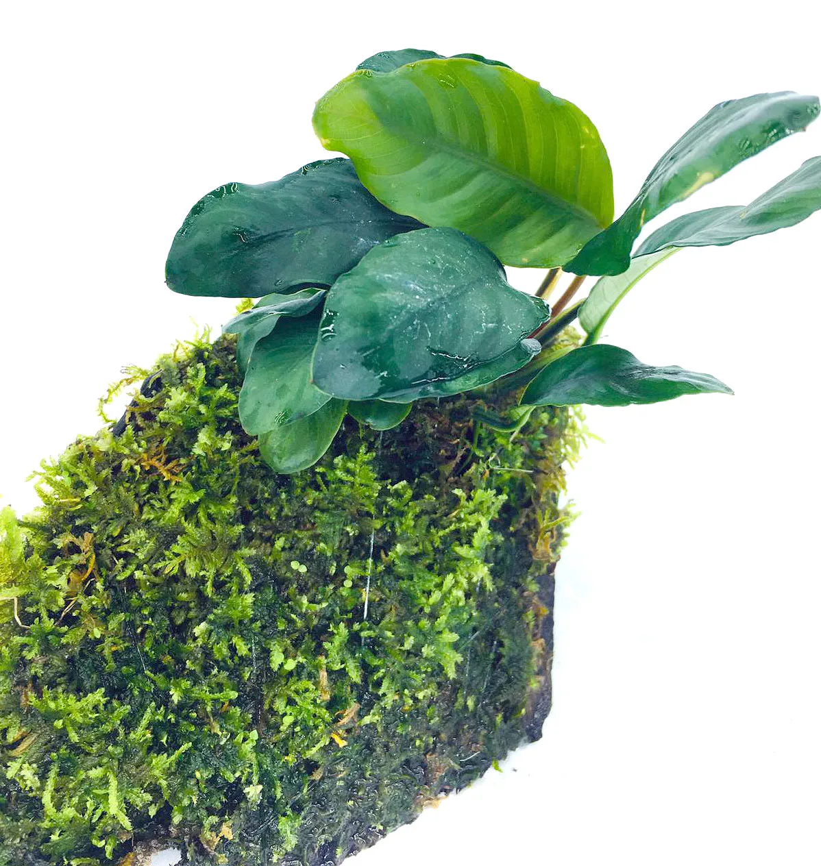 Anubias coffeefolia (On Wood / With Moss)