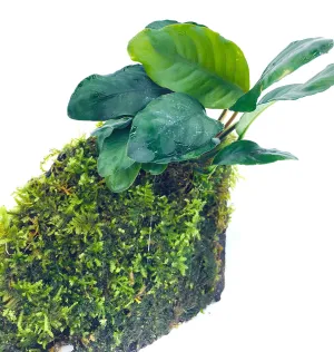 Anubias coffeefolia (On Wood / With Moss)