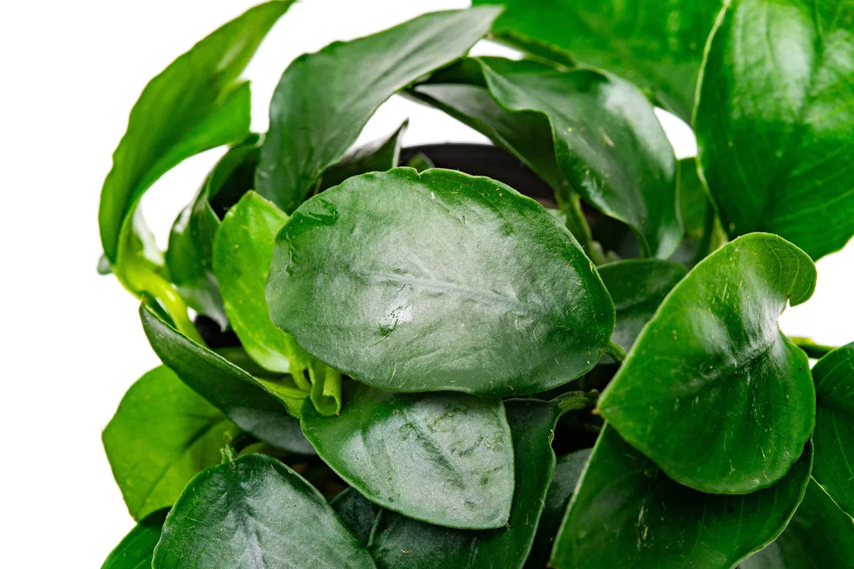 Anubias Nana Spear Leaf