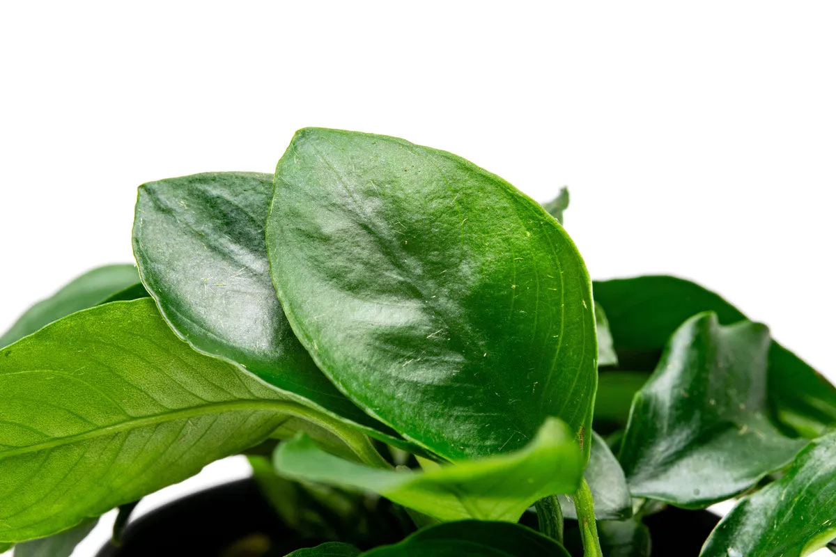 Anubias Nana Spear Leaf