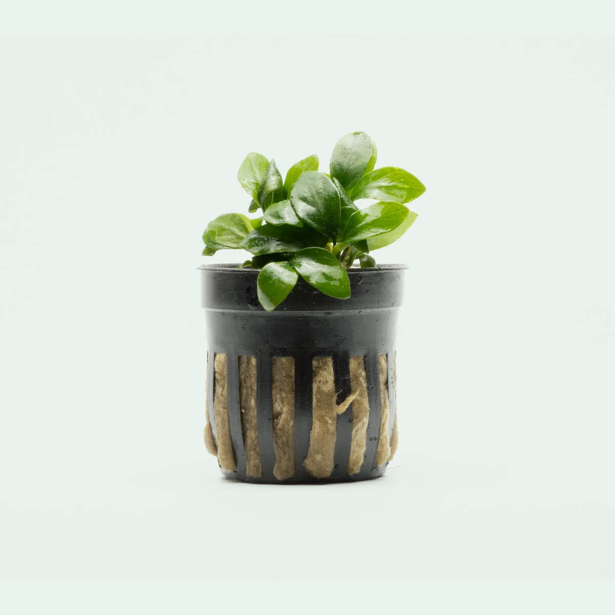 Anubias Nana Spear Leaf