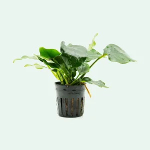 Anubias Nana Thick Leaf