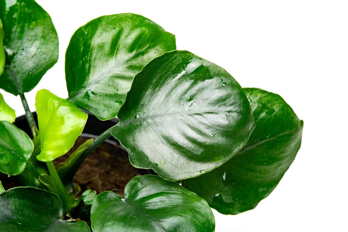 Anubias Round Leaf