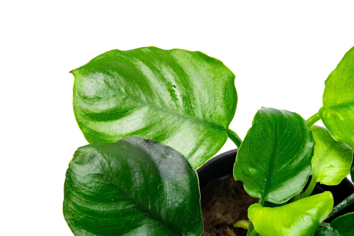 Anubias Round Leaf