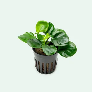 Anubias Round Leaf