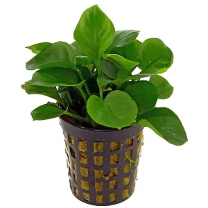 Anubias sp Coin (1 POT)