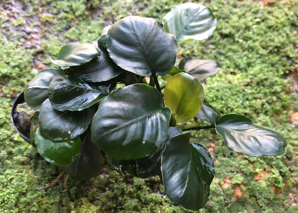 Anubias sp Coin (1 POT)