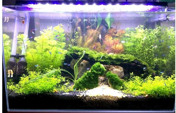 Aquarium LED Lighting Fixture