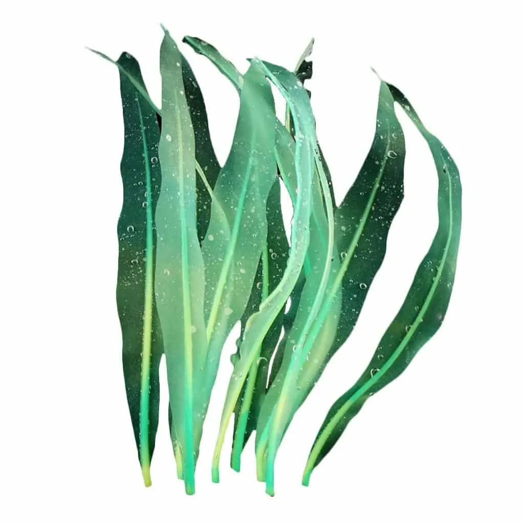 Artificial Seaweed Aquarium Decor