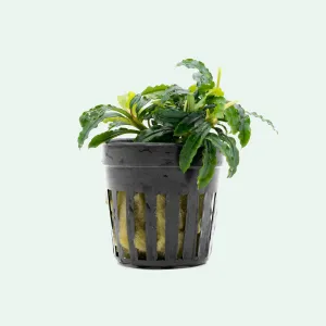 Bucephalandra Biblis Blue