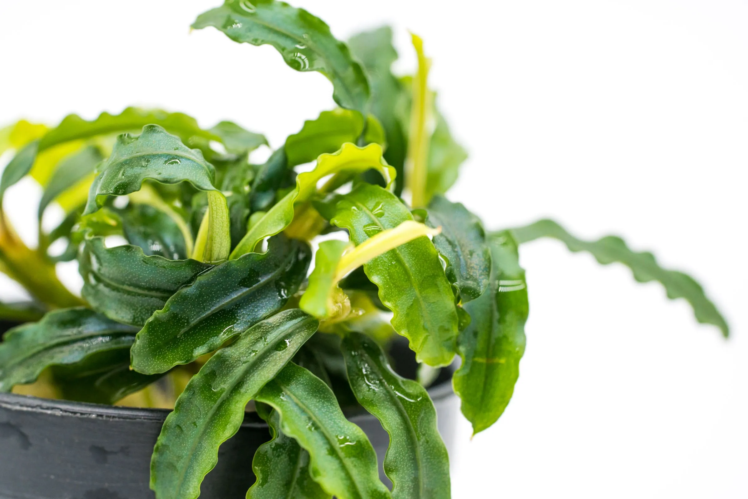 Bucephalandra Biblis Blue