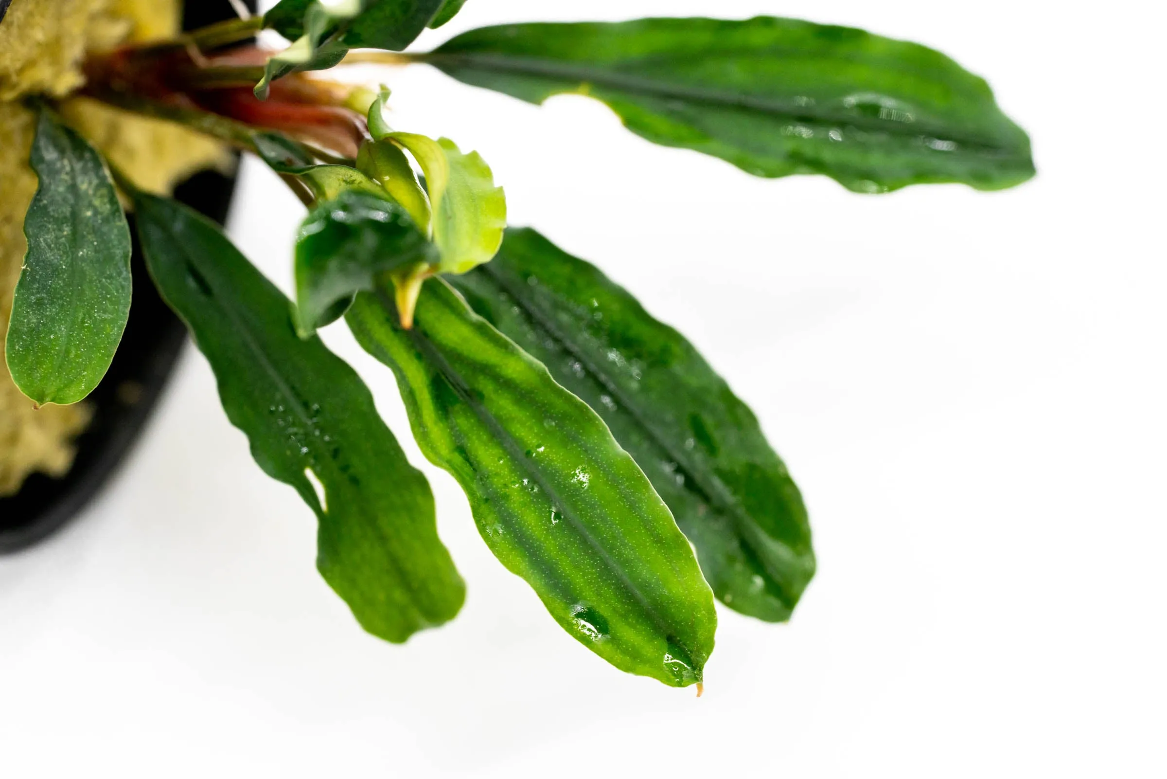 Bucephalandra Kedagang Green