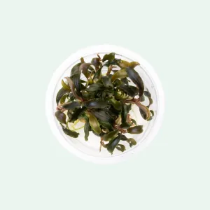 Bucephalandra Kedagang Mini Black