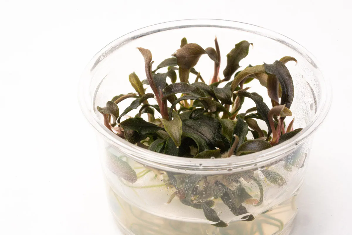 Bucephalandra Kedagang Mini Black