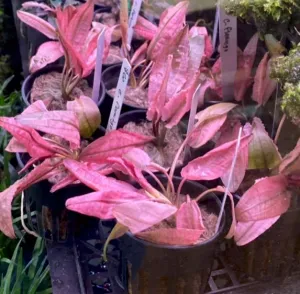 Cryptocoryne flamingo (Submerse form / 1 Stalk)