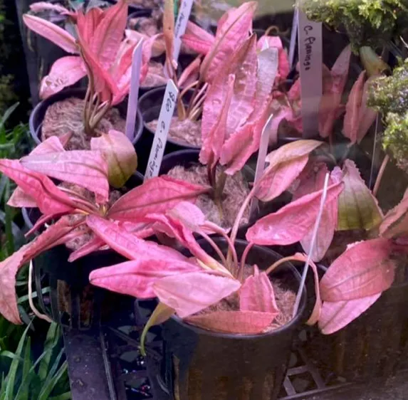 Cryptocoryne flamingo (Submerse form / 1 Stalk)