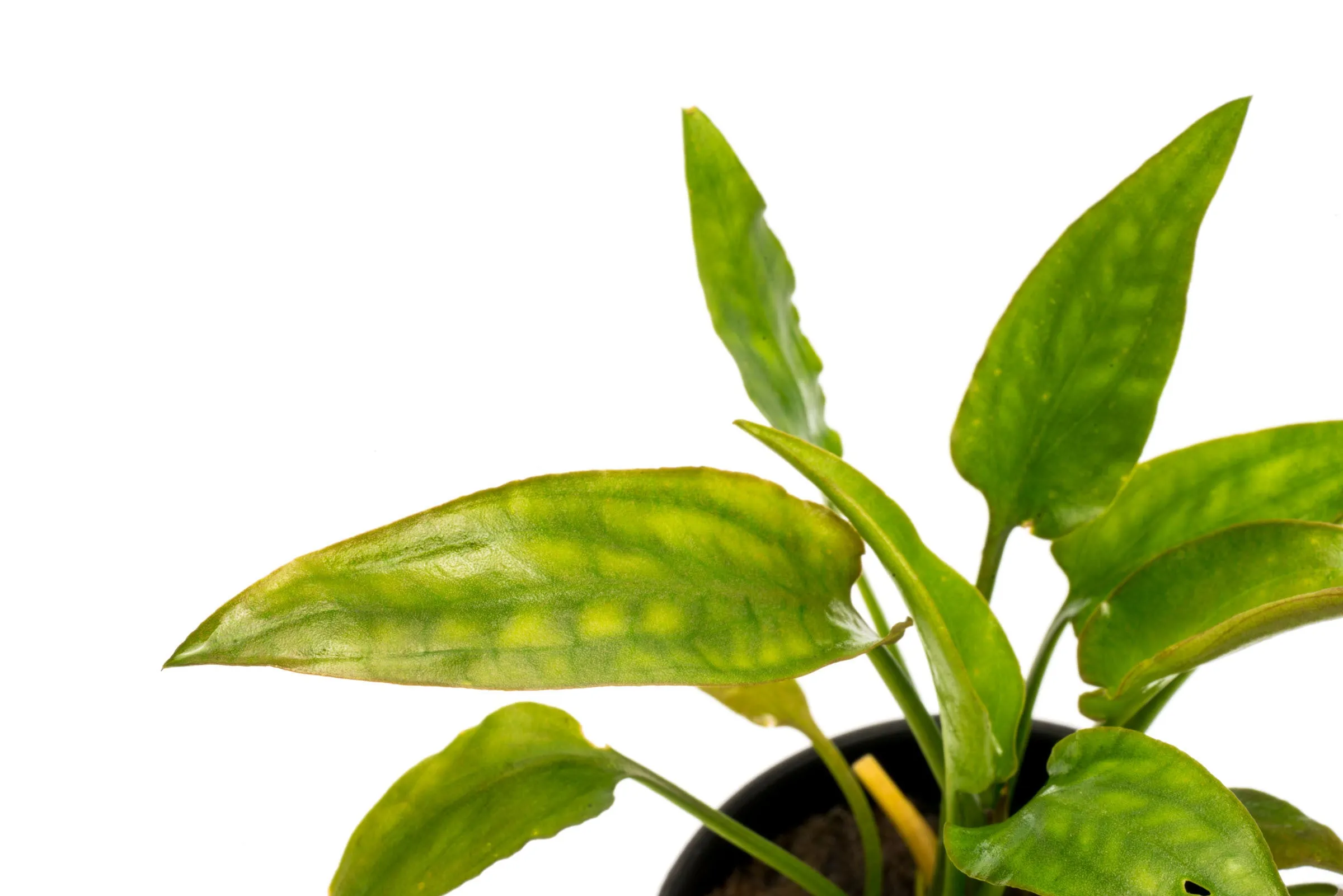 Cryptocoryne Pontederiifolia