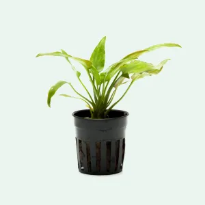Cryptocoryne Pontederiifolia