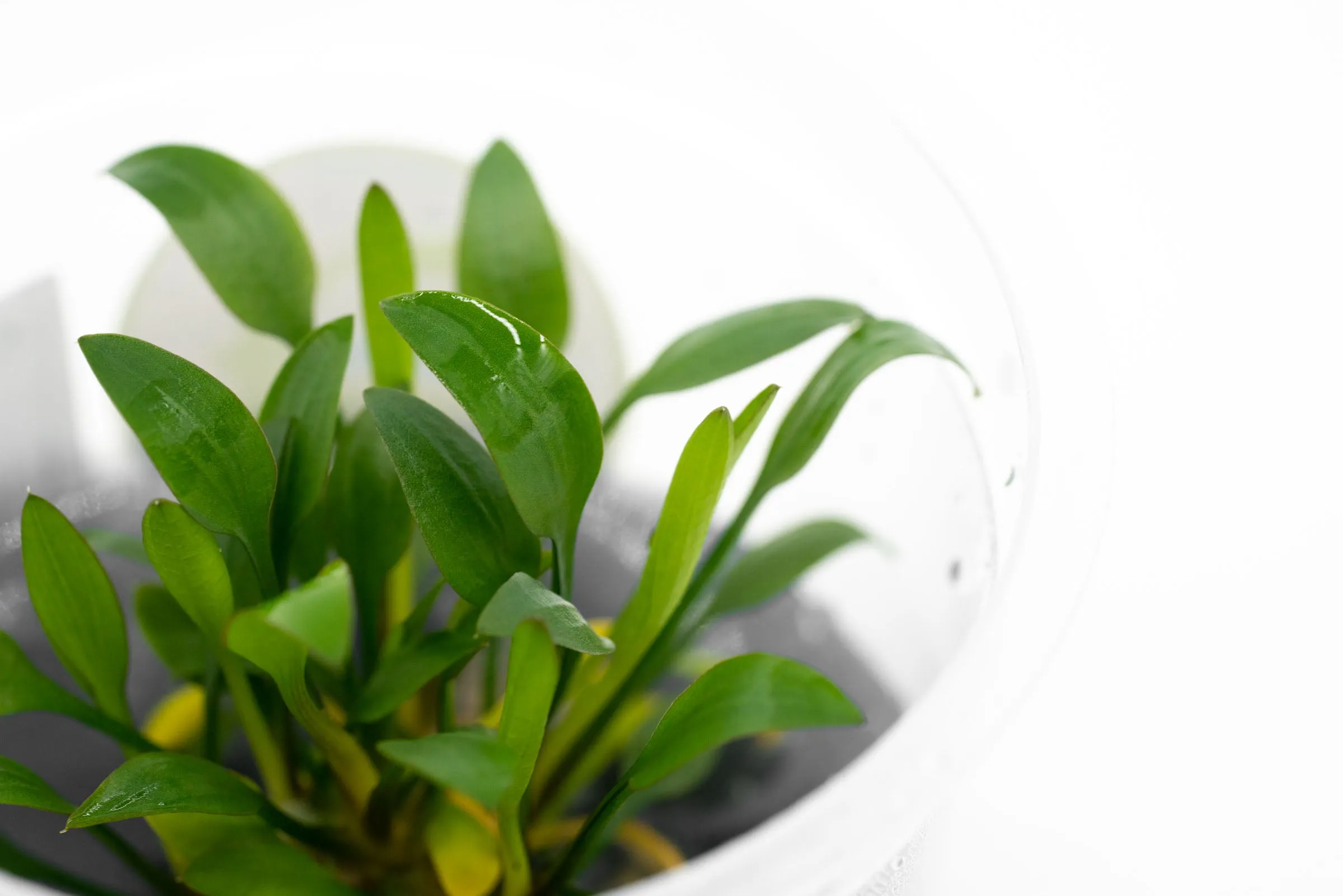 Cryptocoryne Pygmaea