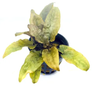 Cryptocoryne wendtii 'Brown' (1 POT)