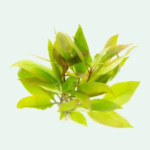 Hygrophila Compact