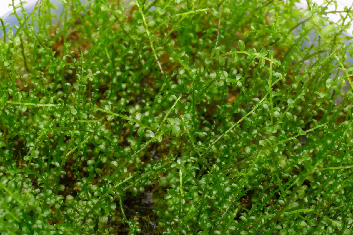 Pearl Moss