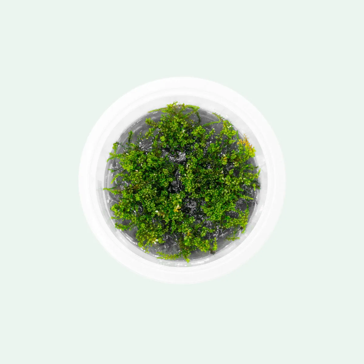 Pearl Moss