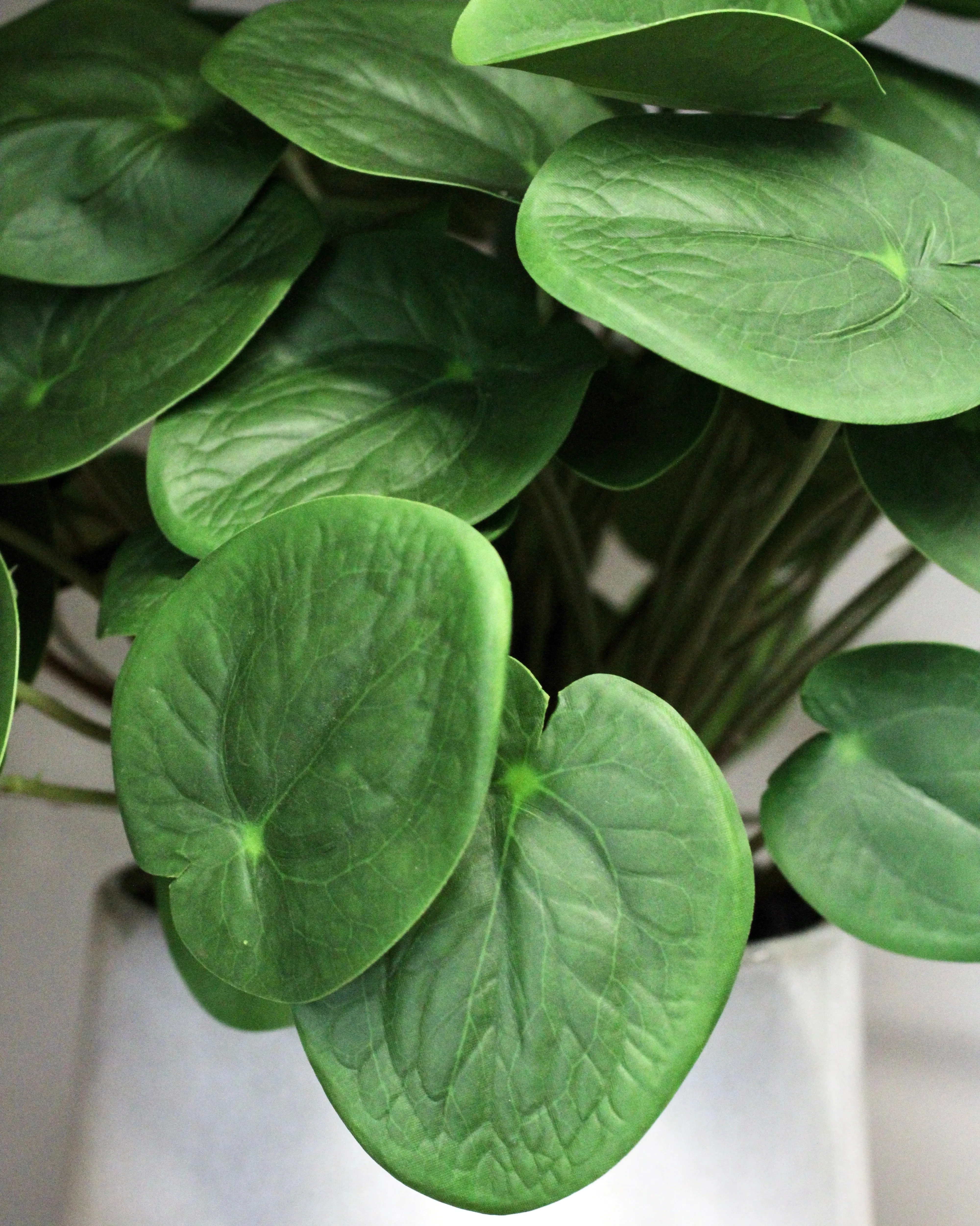Potted Pilea