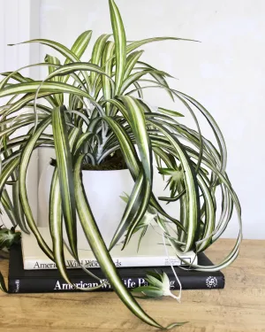 Potted Spider Plant