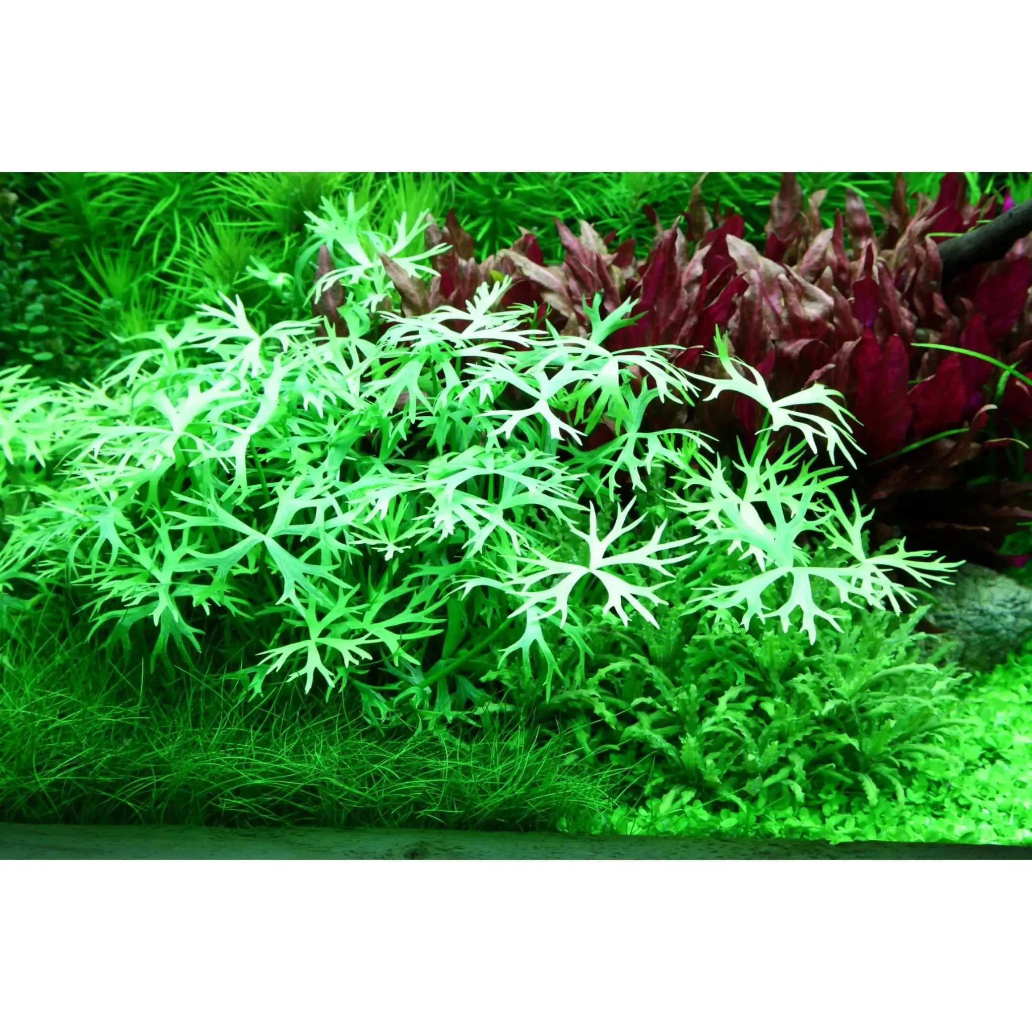 Tropica Ranunculus indatus 1-2-Grow!