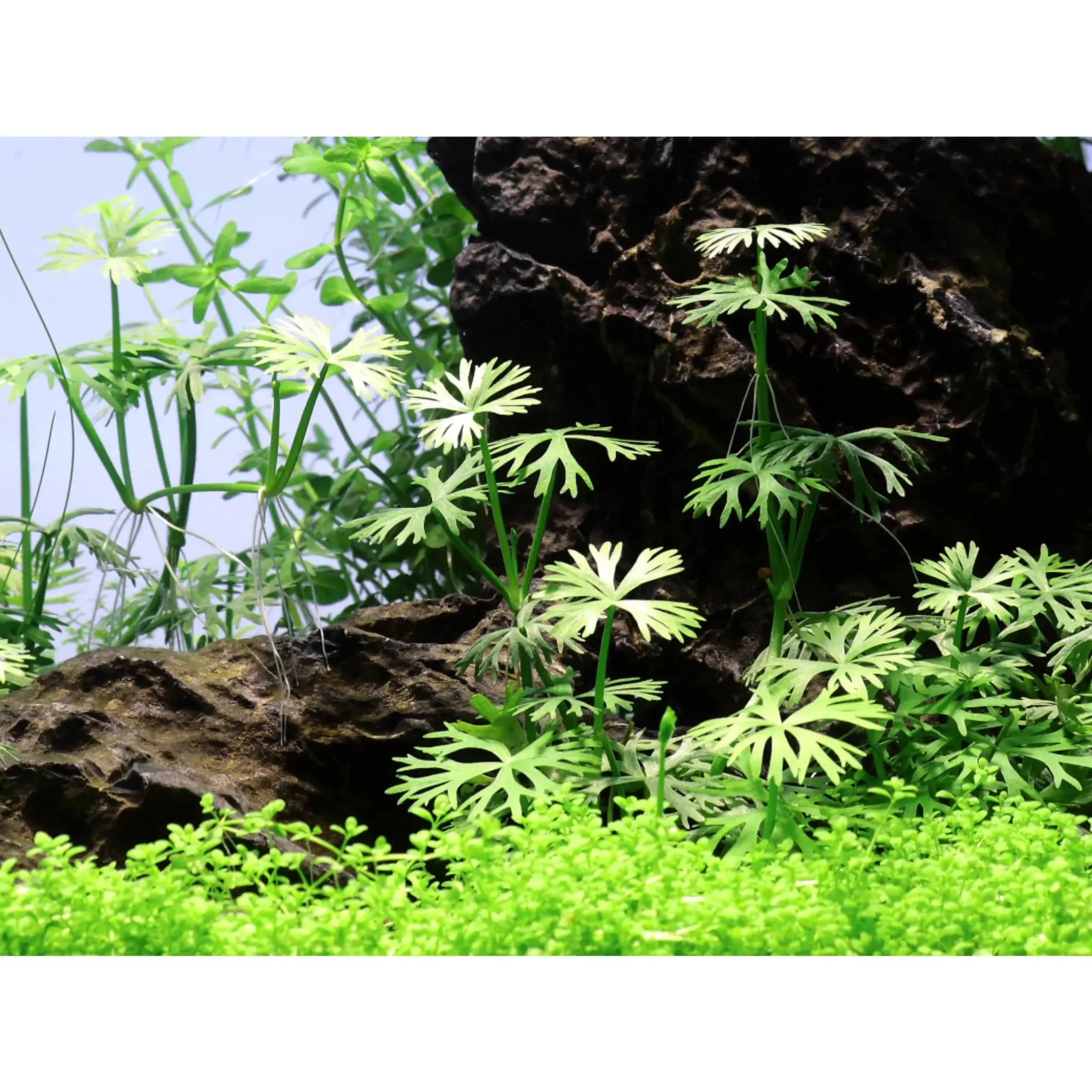 Tropica Ranunculus indatus 1-2-Grow!