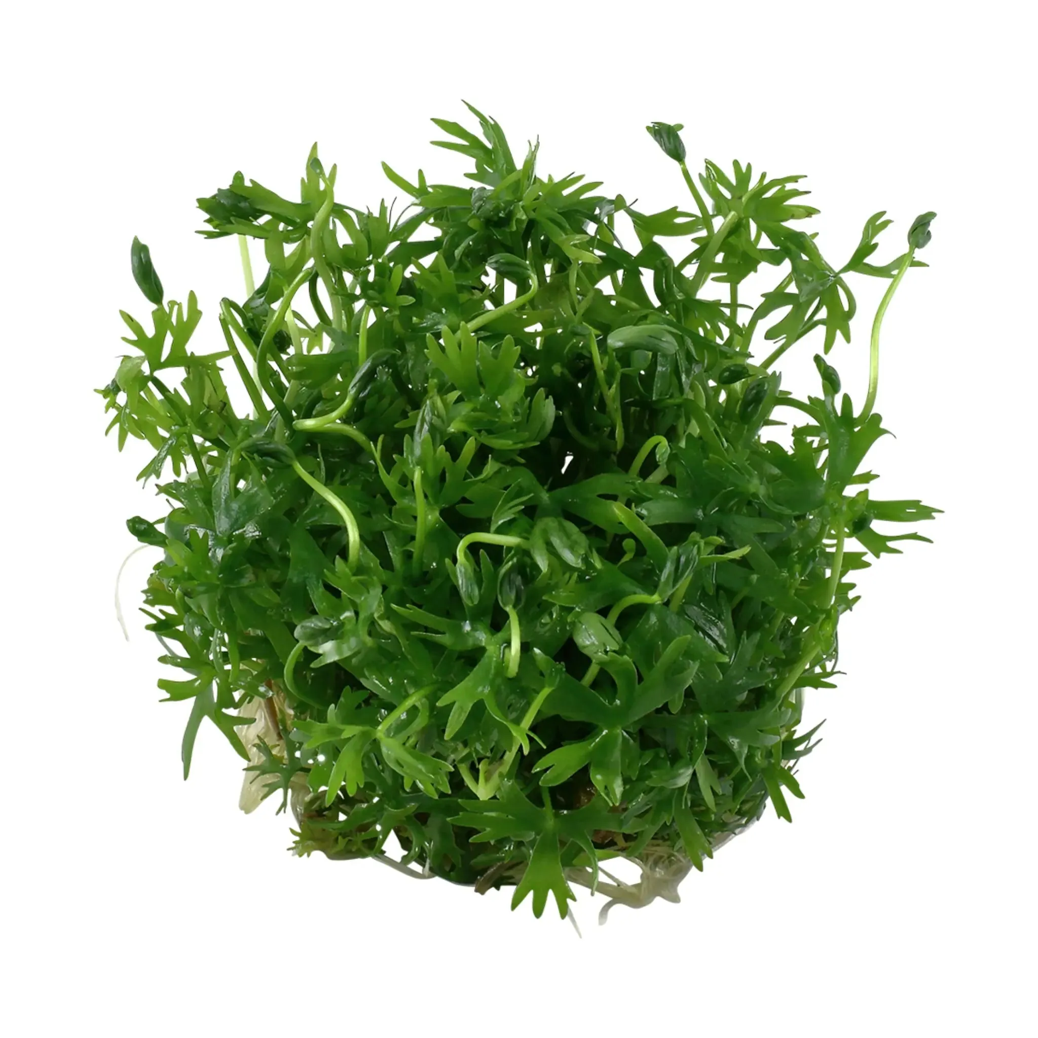Tropica Ranunculus indatus 1-2-Grow!