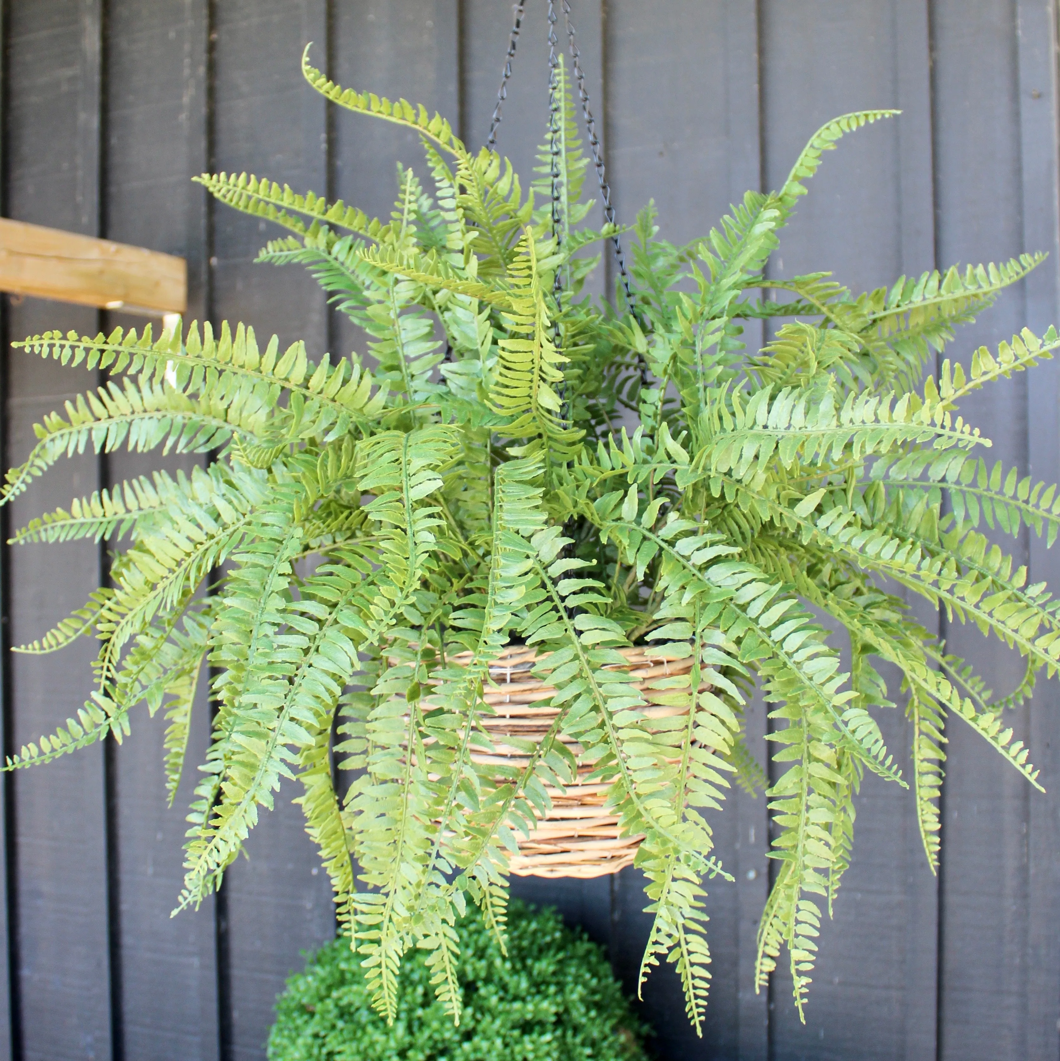 Western Sword Fern Bush
